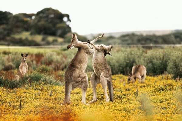 Australia